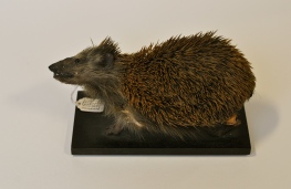Side image of hedgehog displaying taxidermy work. 
